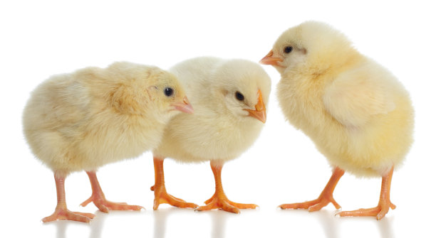 chick