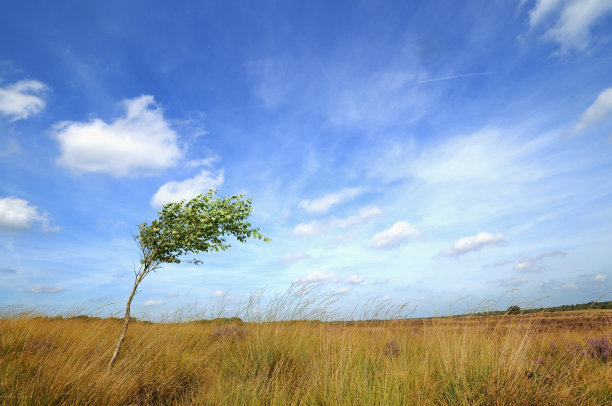 wind