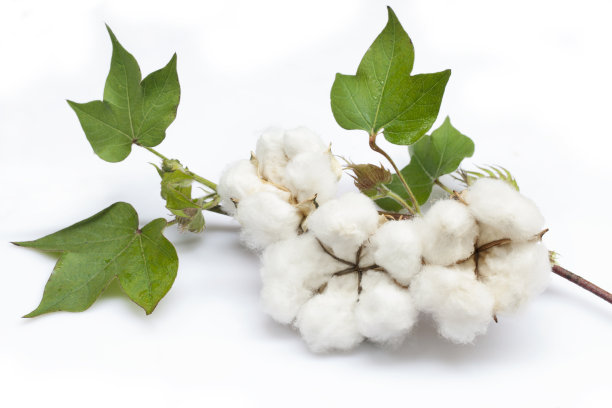 cotton