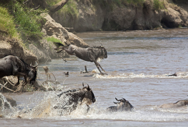 wildebeest