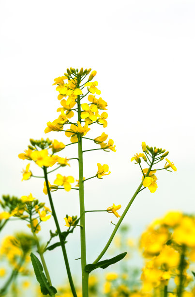 农作物,春天,花