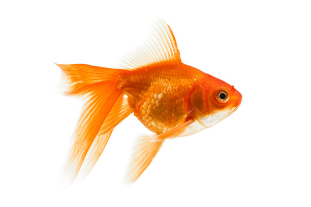 carassius
