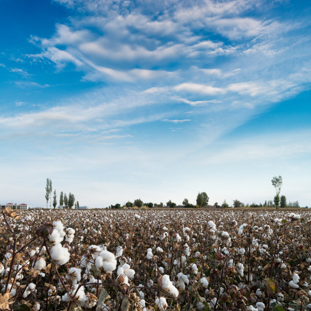 cotton