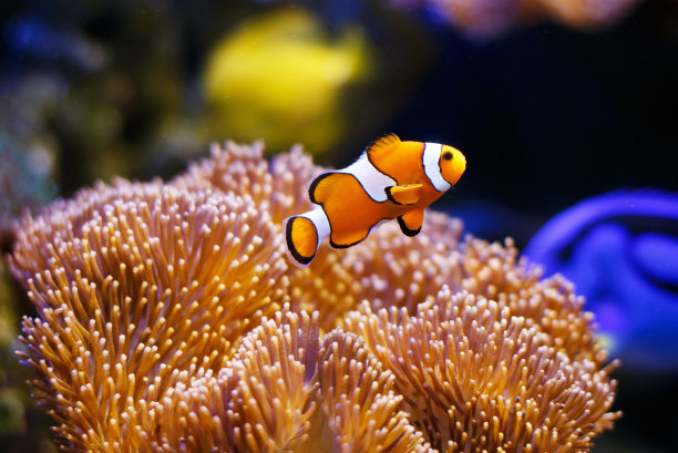 海葵鱼