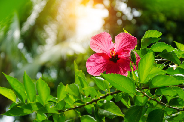 hibiscus