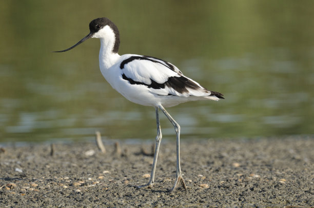 avocet
