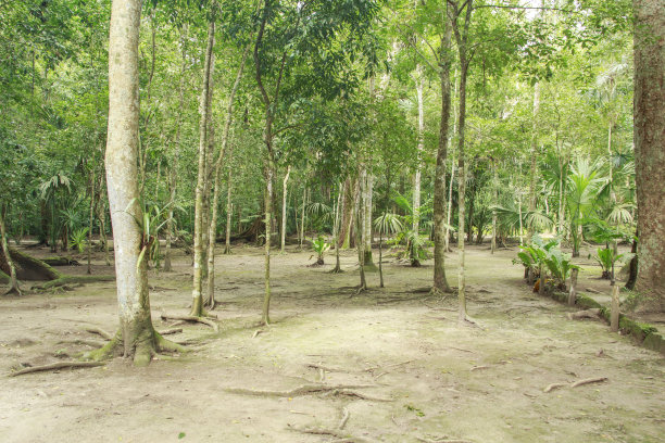 热带植物槟榔树