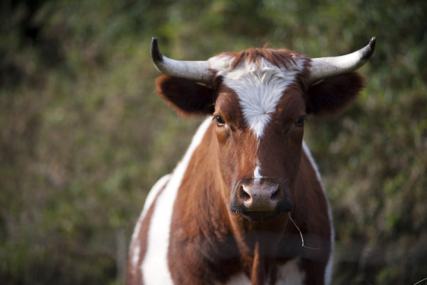 bull