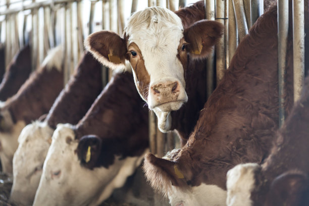 cow