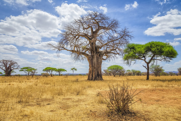 savanna
