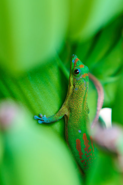 phelsuma