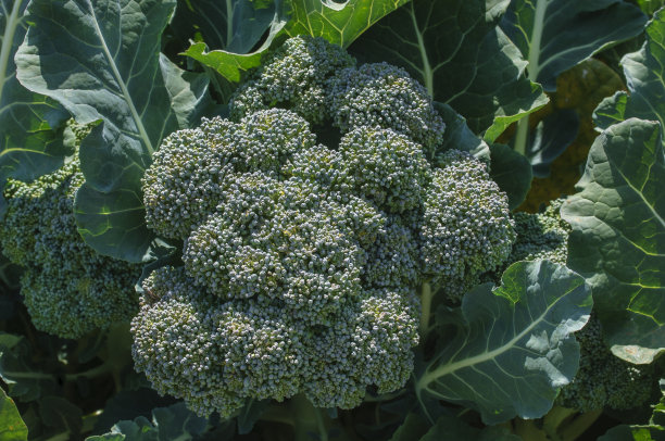 brocolli