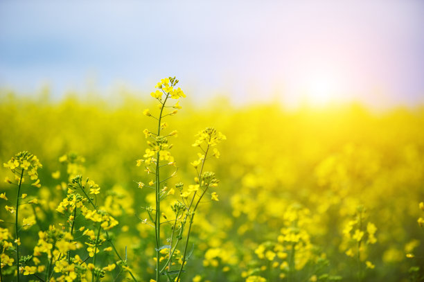 春天百花盛开万物复苏
