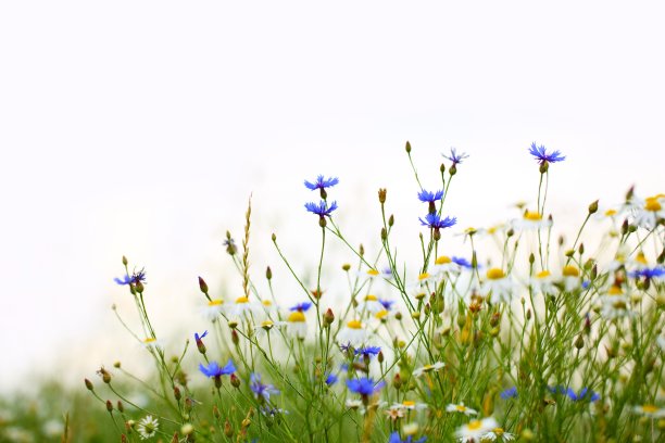 flowering