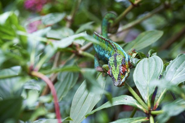 chamaeleon