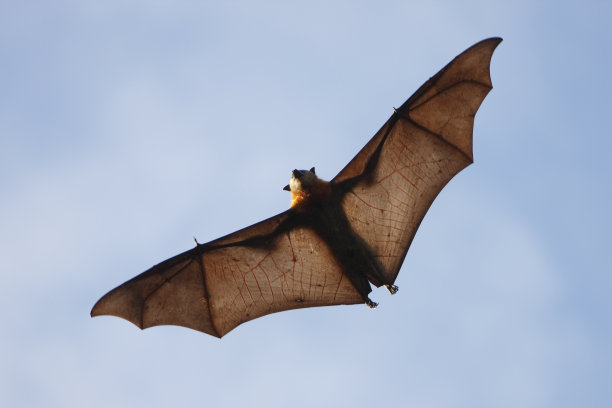 bat