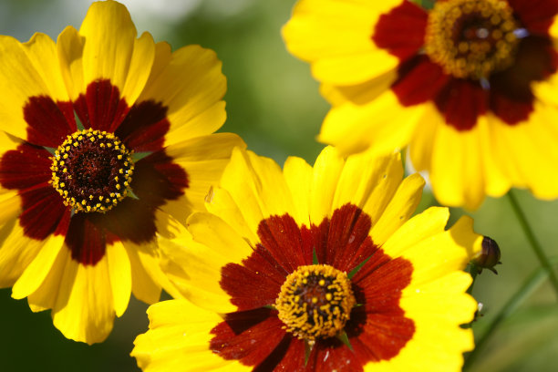 calliopsis