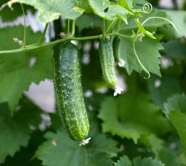 cucumber
