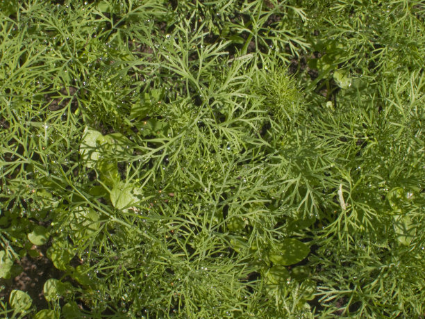 dill