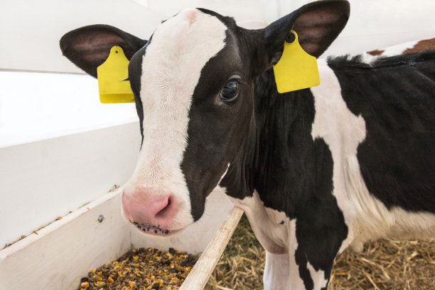 cow