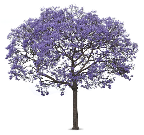 jacaranda