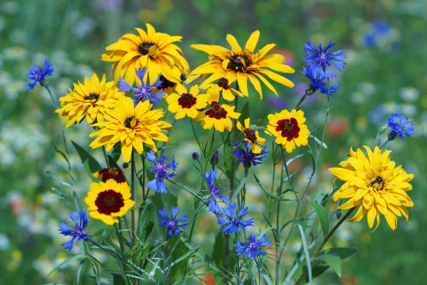 calliopsis