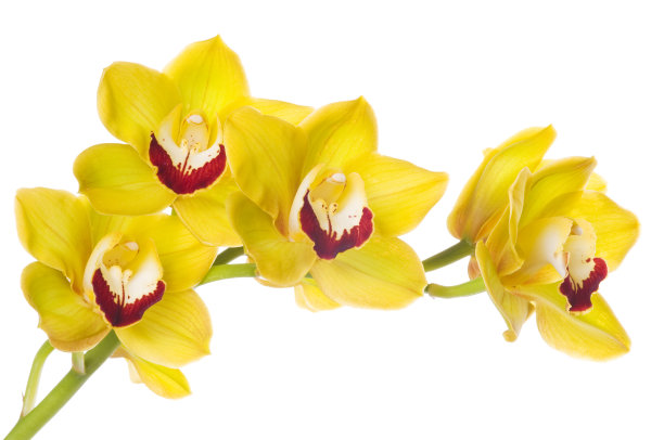 花蕾,花,蝴蝶兰