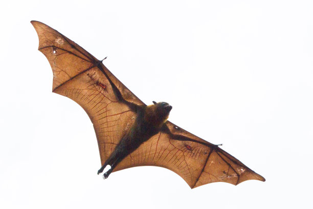 bat