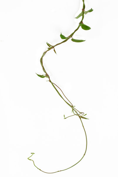 藤本植物
