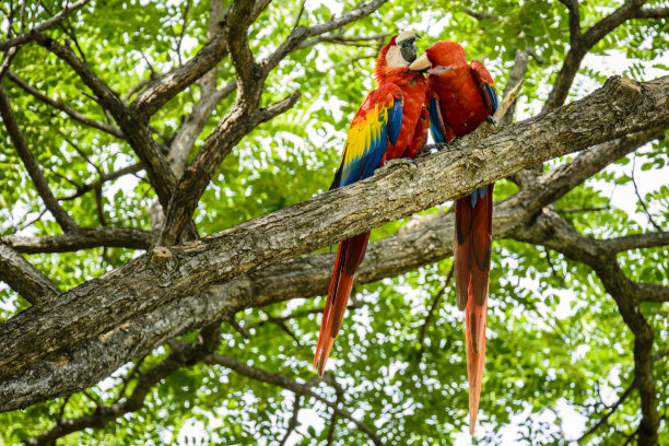 macaws