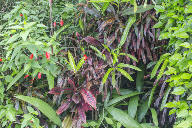热带植物槟榔树