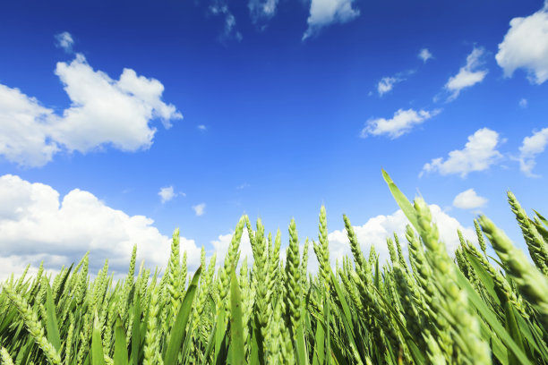 triticum