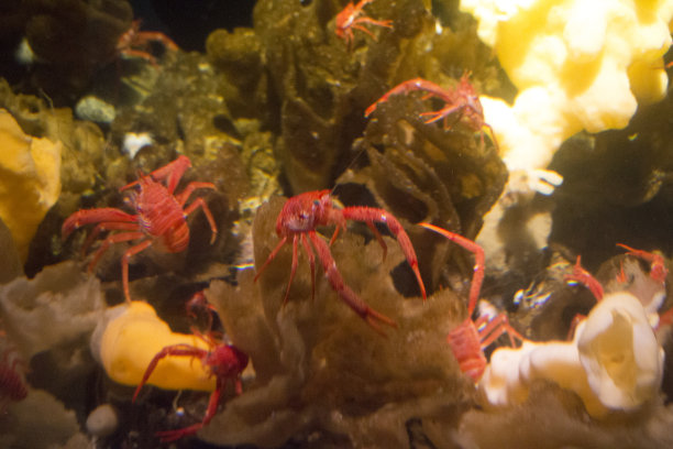 深海龙虾