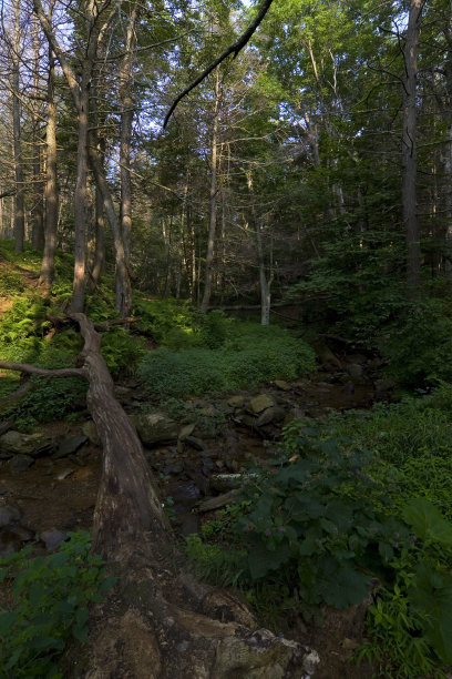 shenandoah