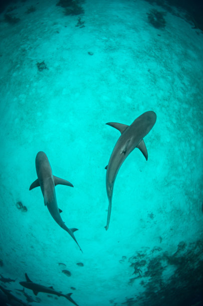 shark