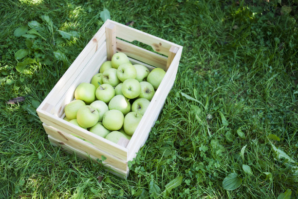 苹果园秋季丰收劳动