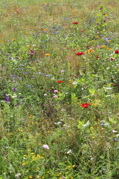 蓝白花卉蝴蝶图案素材