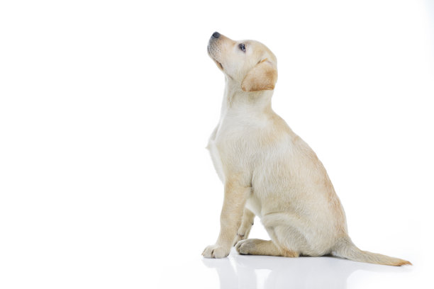 labrador