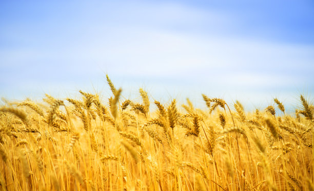 harvest