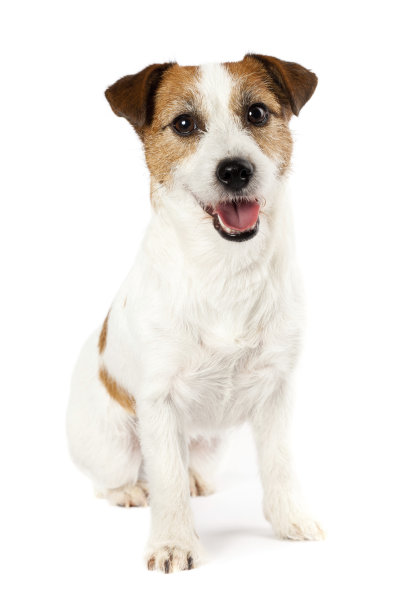 terrier