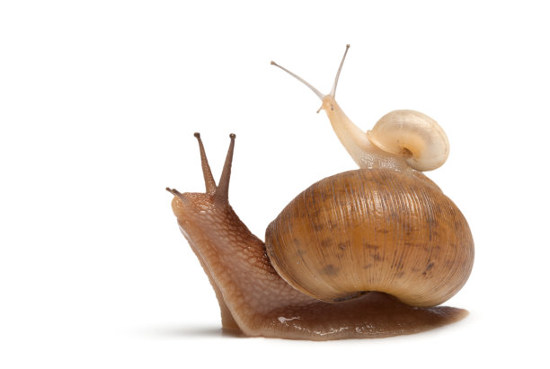snail