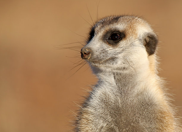 meerkat
