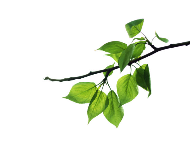 branch