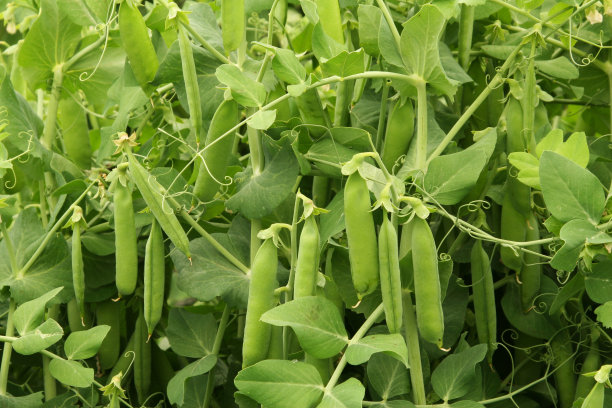 lathyrus