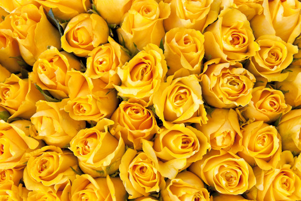 一束黄玫瑰插花美丽