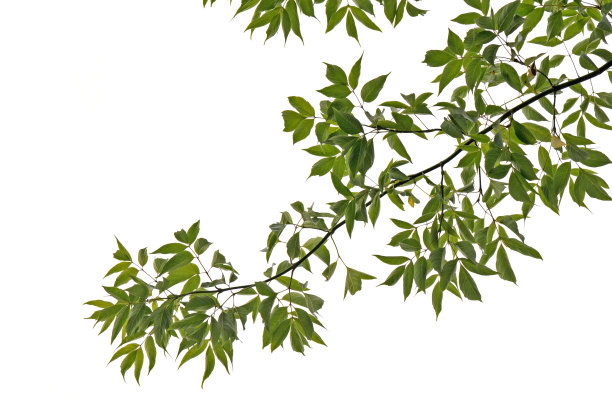 branch