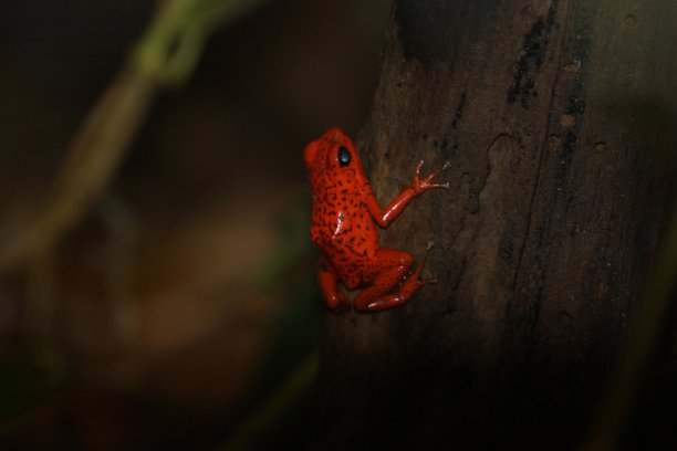 frog