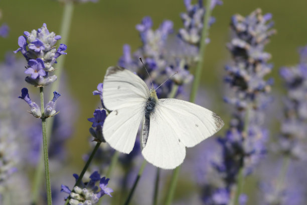 pieris