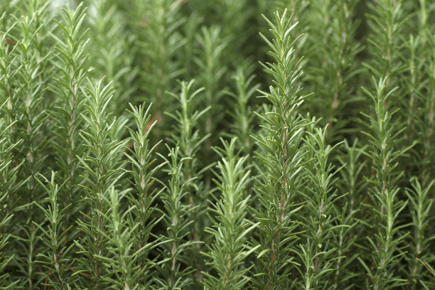 rosemary