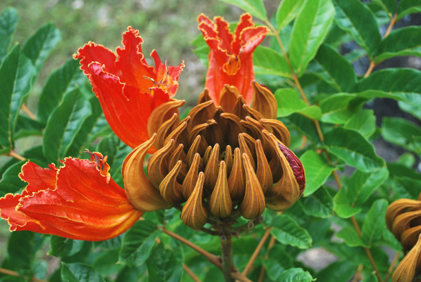 腰果花印花